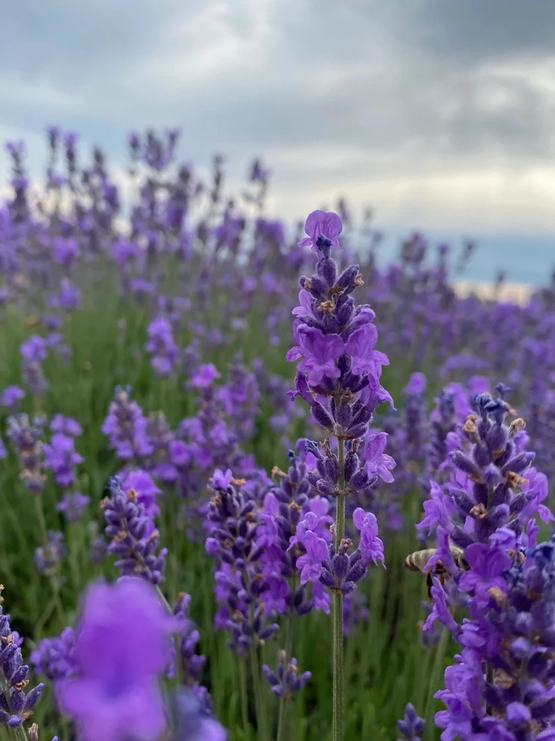 Đắm chìm vẻ đẹp của hình nền hoa oải hương đẹp