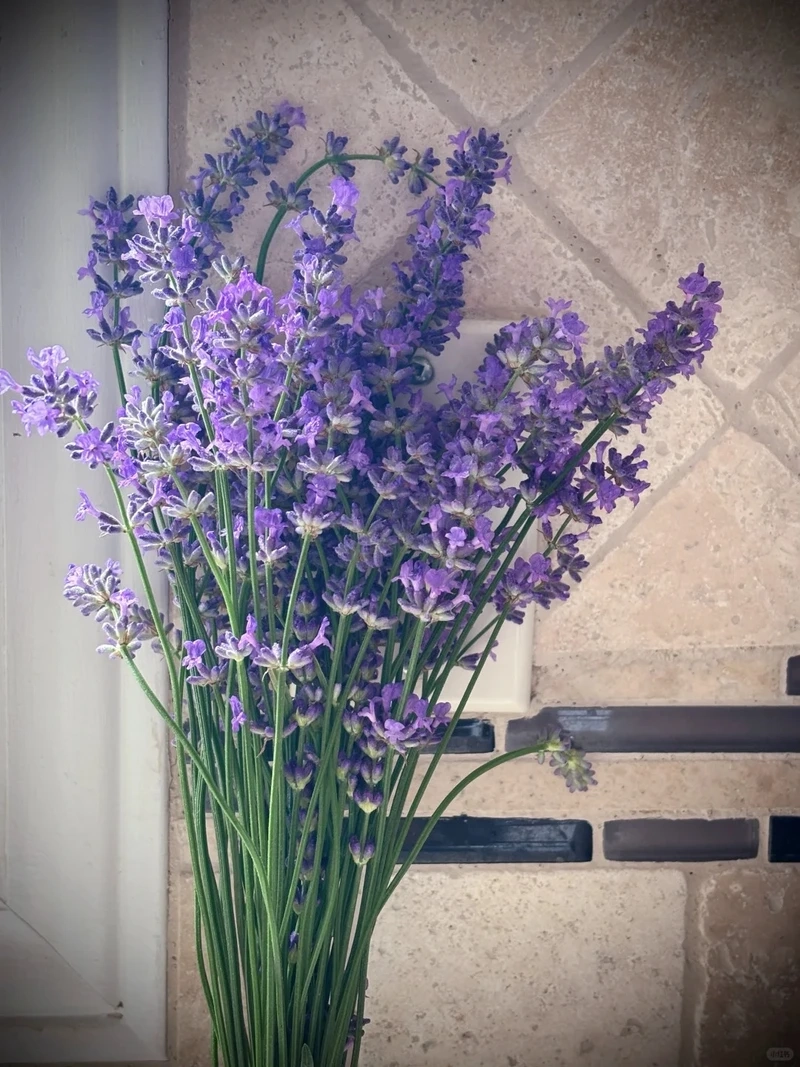 Cá nhân hóa thiết bị với hình nền hoa oải hương cho điện thoại