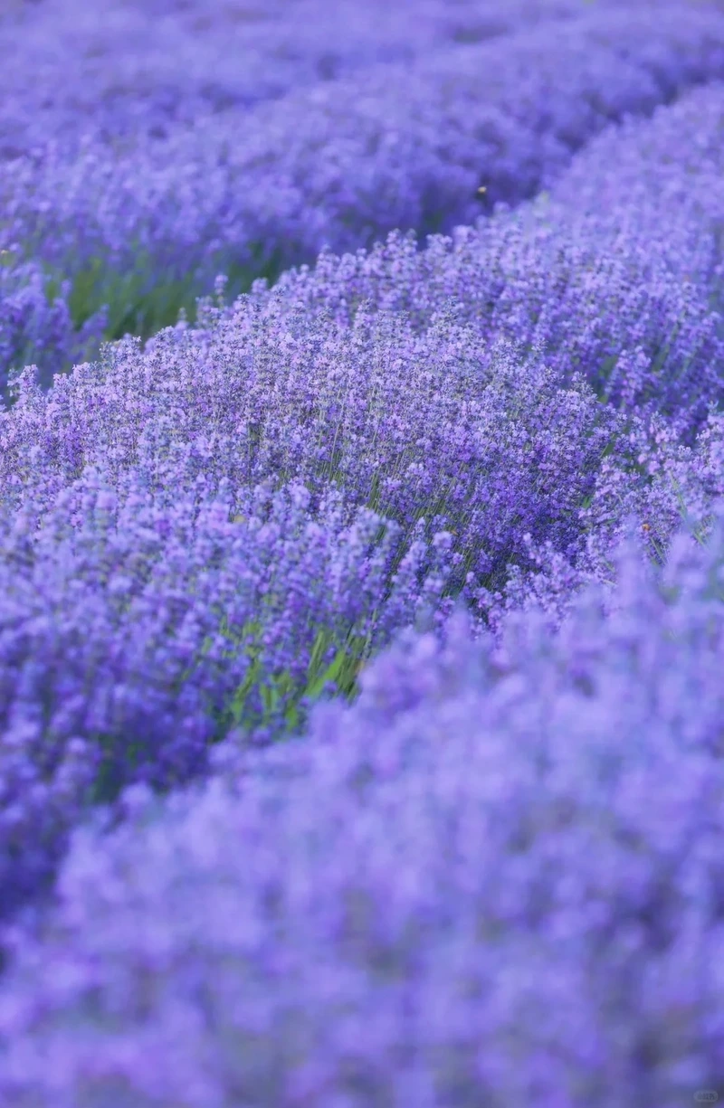 Ngắm nhìn bất tận hình nền hoa oải hương cánh đồng