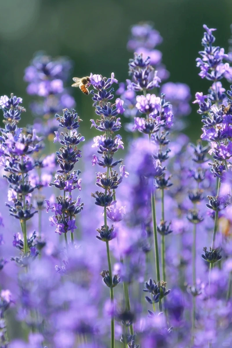 Nét mơ màng từ hình nền hoa oải hương thơ mộng