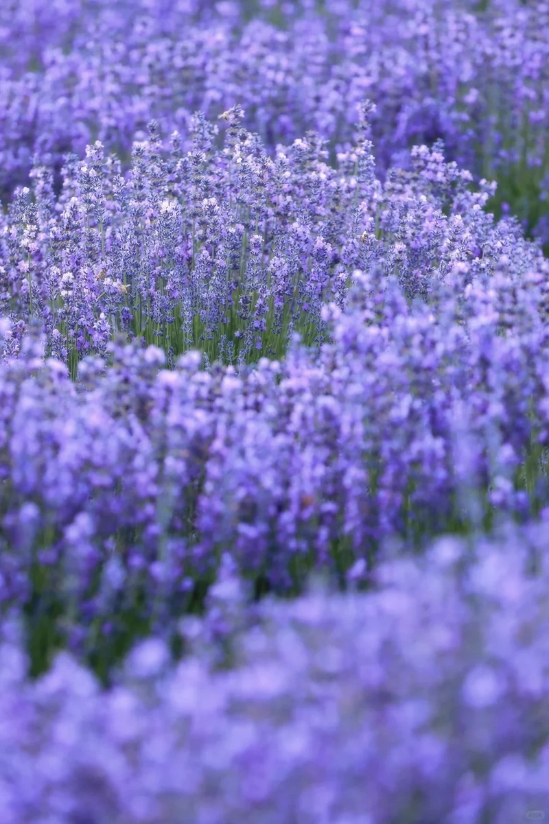 Dịu dàng thư thái nhờ hình nền hoa oải hương nhẹ nhàng