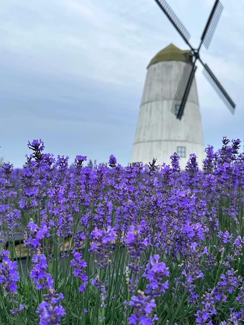 Gu thẩm mỹ tinh tế từ hình nền hoa oải hương nghệ thuật