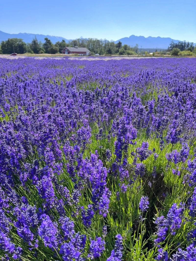 Sắc tím mùa nắng của hình nền hoa oải hương mùa hè