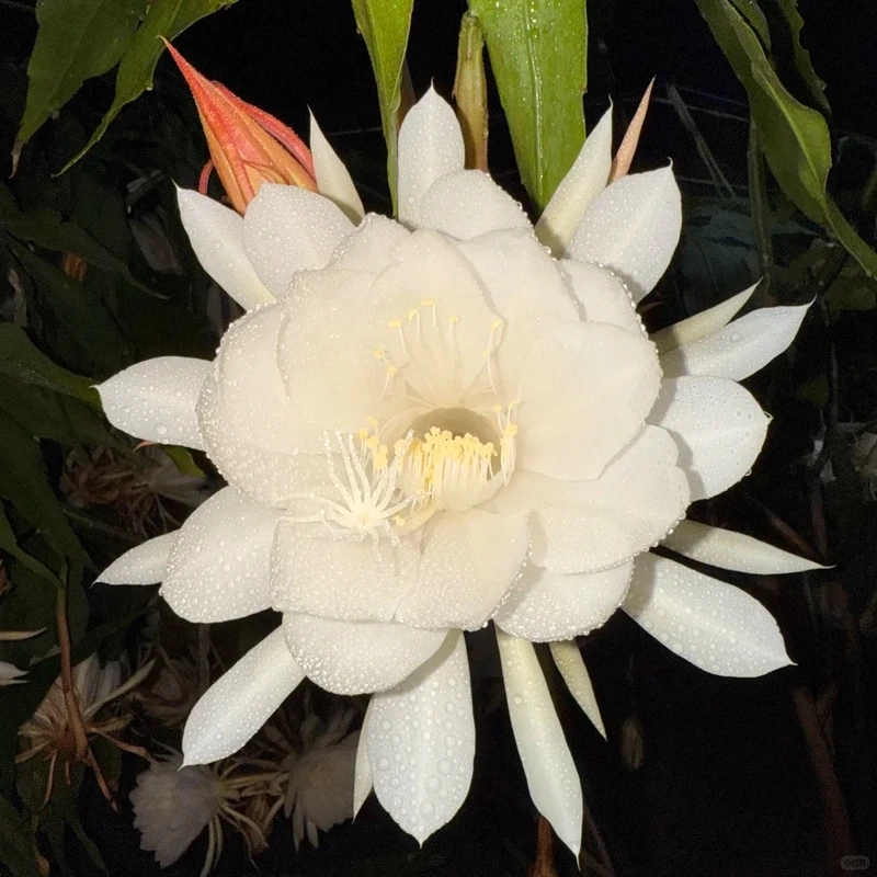 Ý nghĩa của hình nền hoa quỳnh 