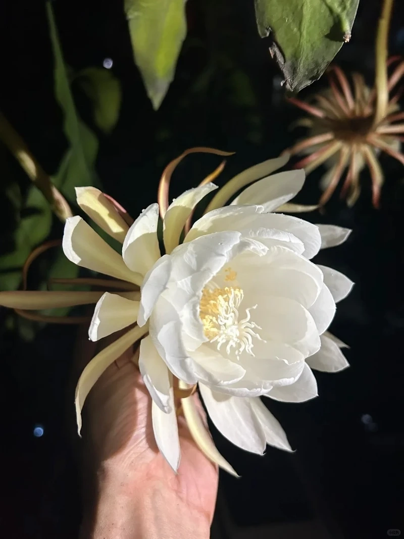 Hình nền hoa quỳnh nở đêm gợi nét đẹp huyền ảo