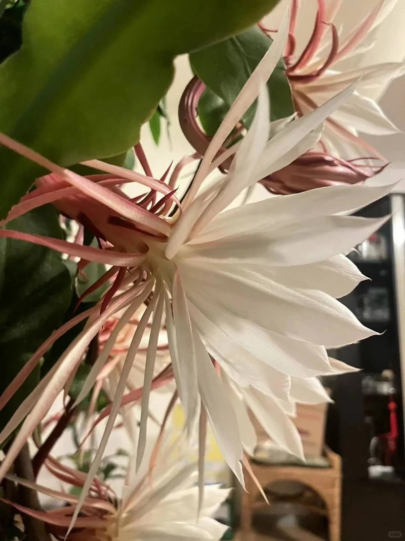 Hình nền hoa quỳnh cho điện thoại tạo cảm giác thư giãn