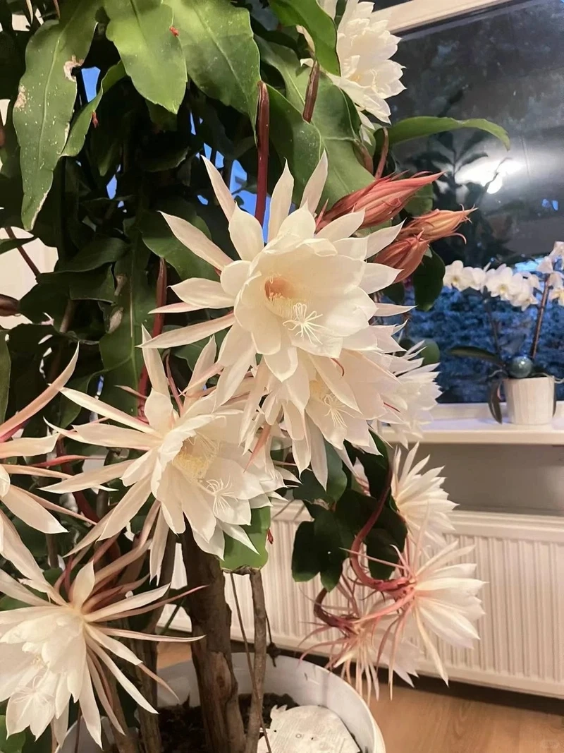 Hình nền hoa quỳnh huyền bí thu hút ánh nhìn ban đêm