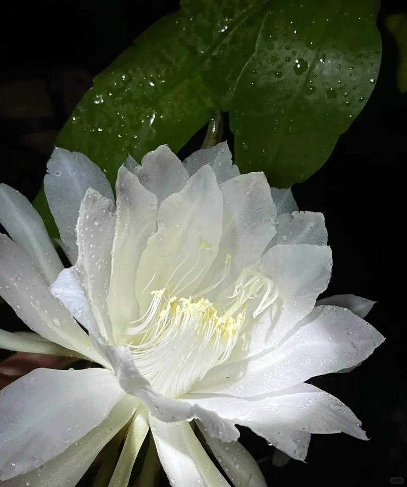 Hình nền hoa quỳnh tinh khiết lan tỏa cảm giác an yên