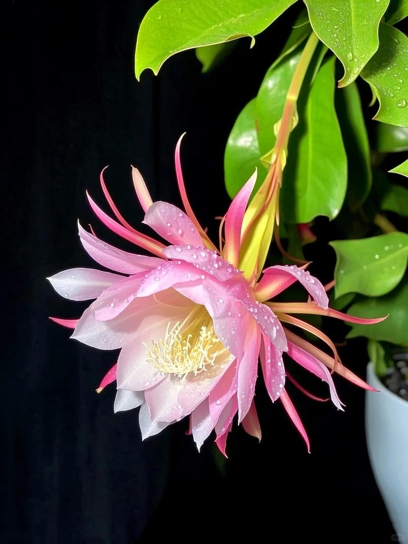 Hình nền hoa quỳnh nghệ thuật truyền cảm hứng sáng tạo