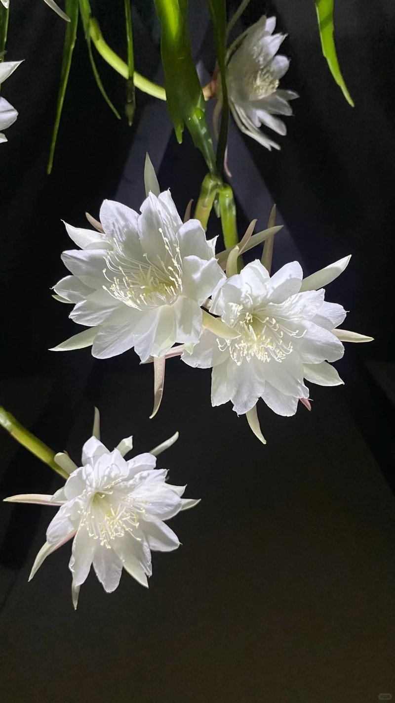 Hình nền hoa quỳnh ban đêm mang vẻ đẹp tĩnh lặng