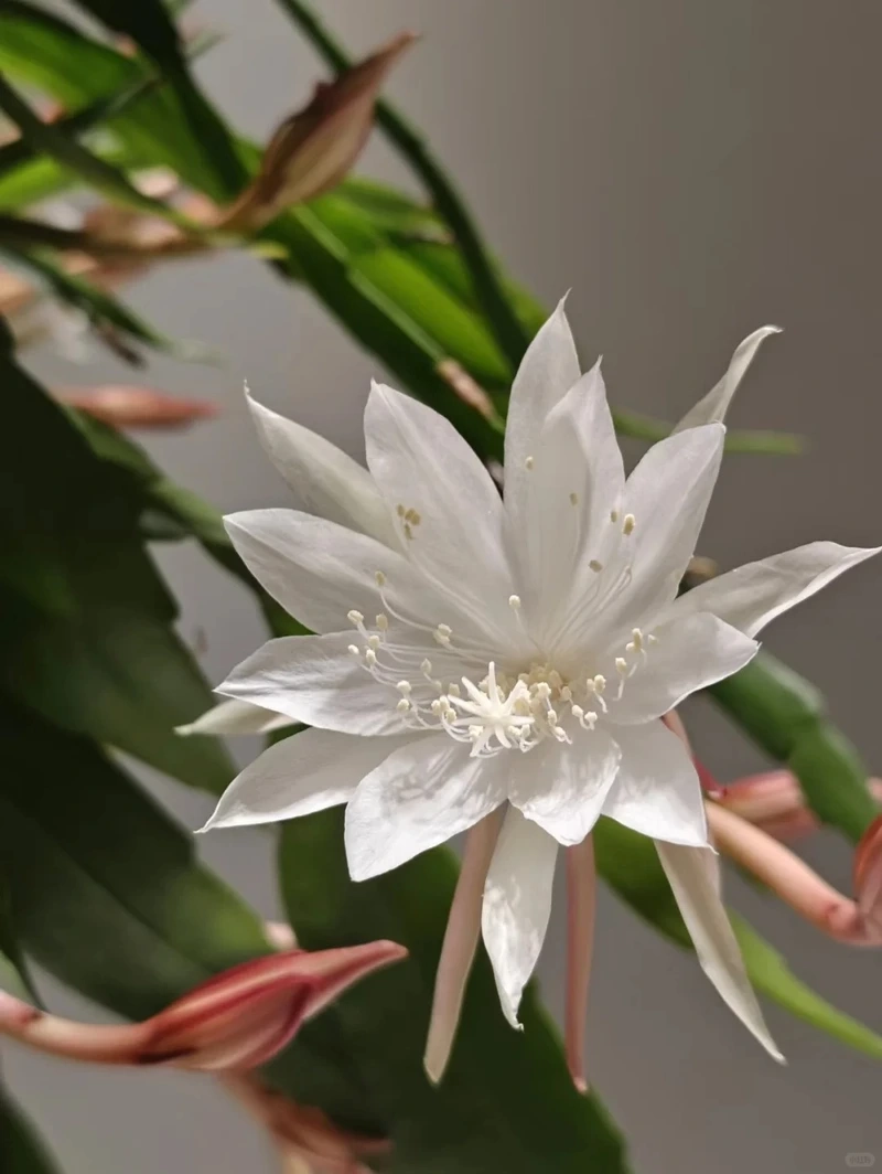 Hình nền hoa quỳnh chất lượng cao rõ nét chân thực