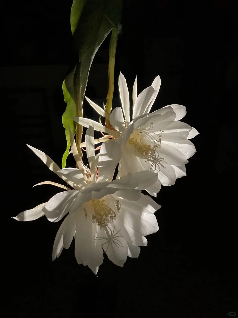 Hình nền hoa quỳnh thanh tao thể hiện vẻ đẹp tinh giản