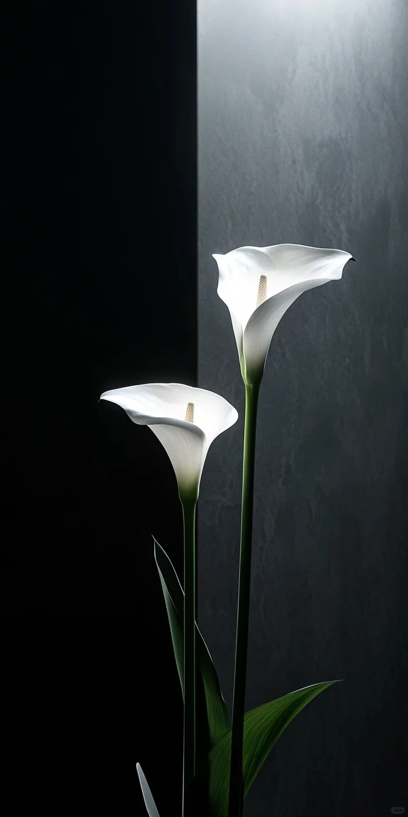 Ý nghĩa của hình nền hoa rum trắng tinh khôi