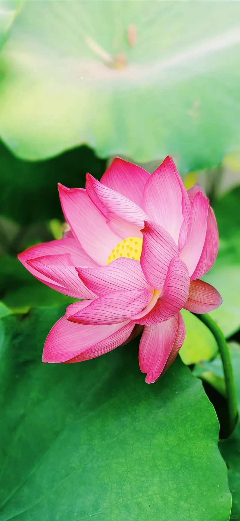 Hình nền hoa sen hồng 4k hiển thị sắc nét tinh xảo