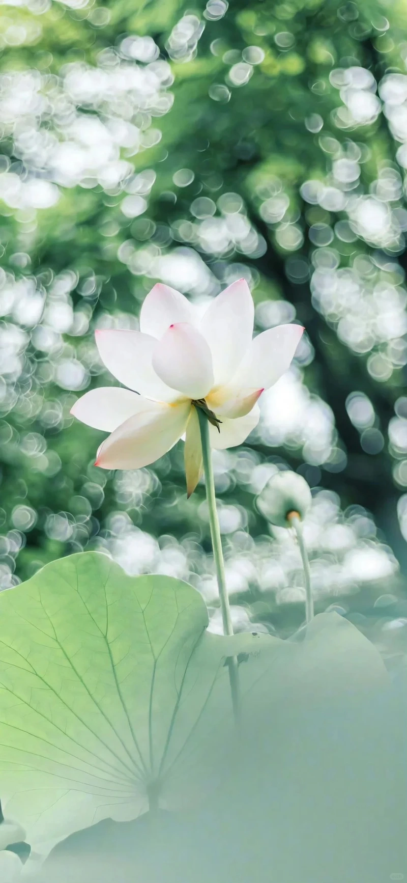 Hình nền hoa sen hồng tinh tế tôn gu thẩm mỹ thanh lịch