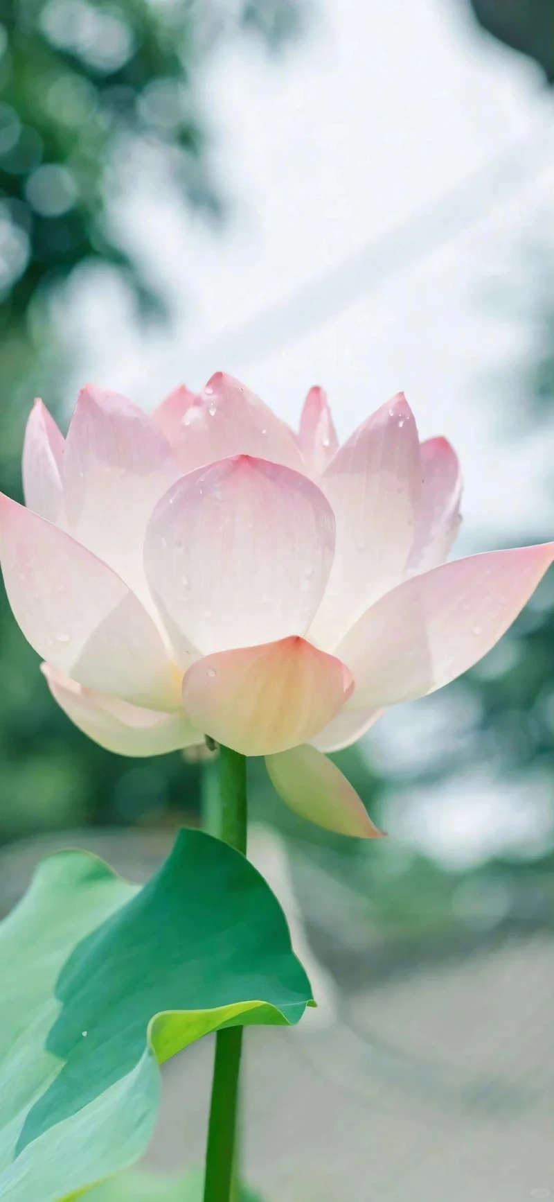 Hình nền hoa sen hồng tối giản đẹp theo phong cách tinh gọn