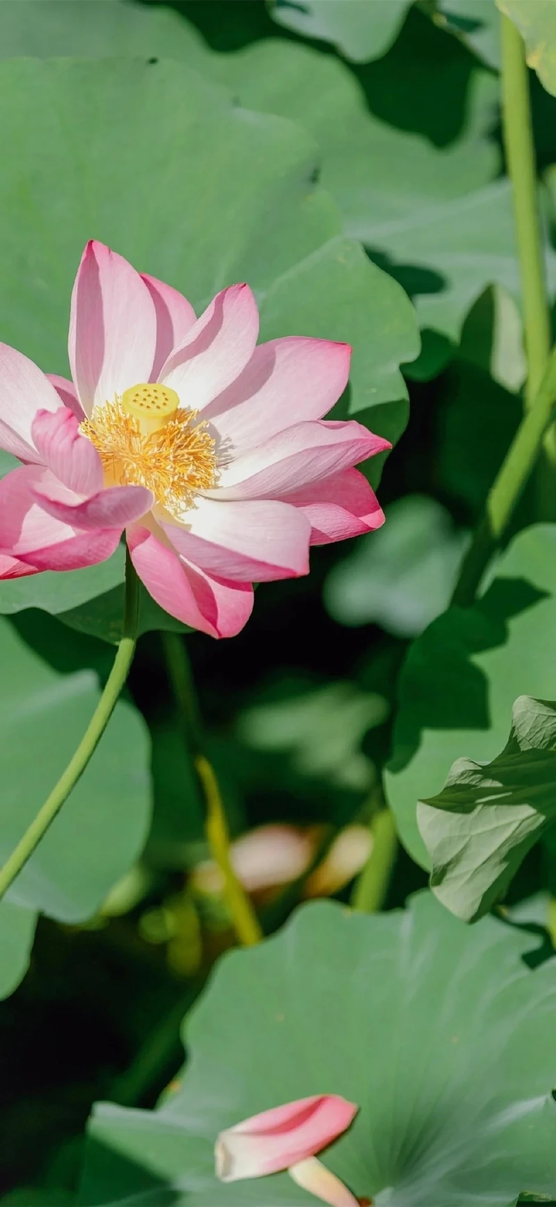 Hình nền hoa sen hồng bình yên cho phút giây lắng đọng