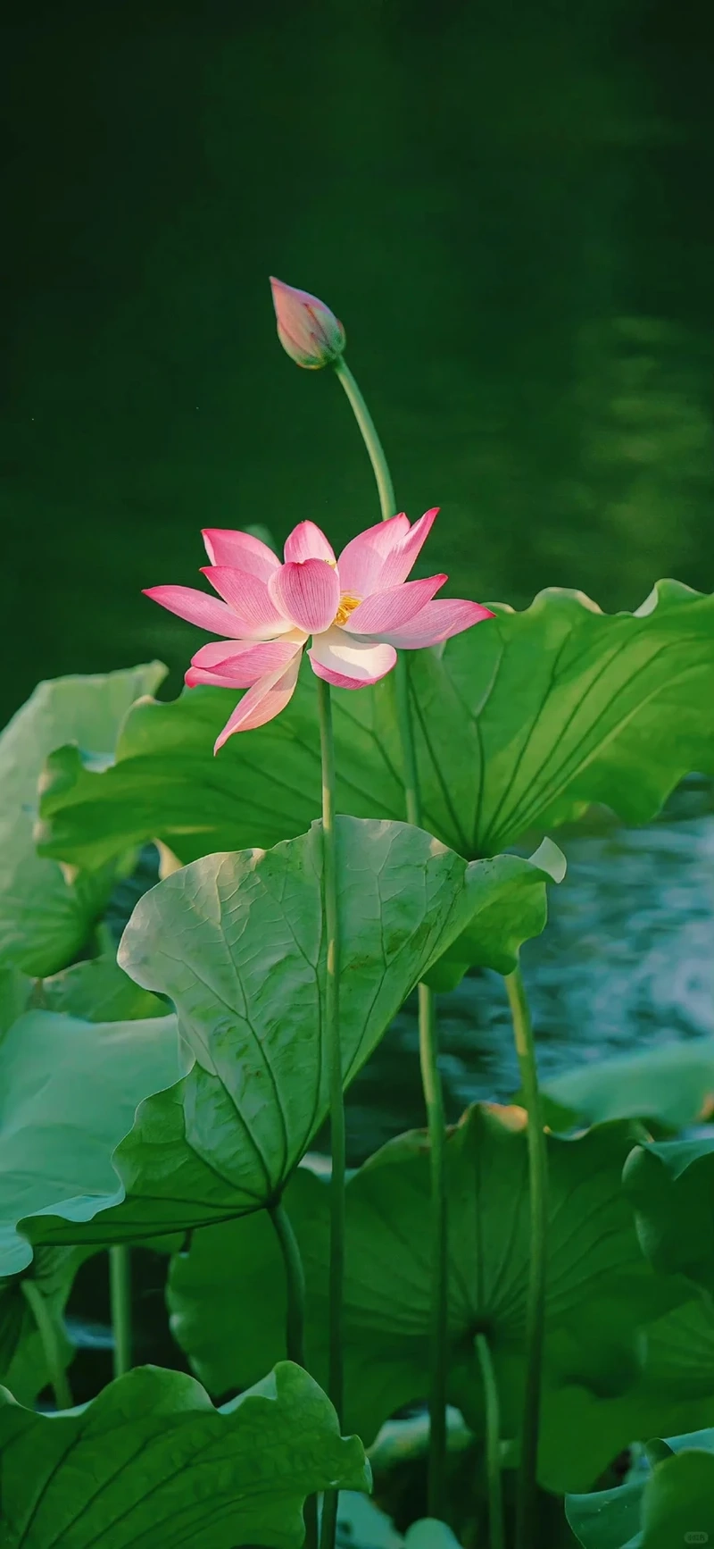 Hình nền hoa sen hồng thư giãn giúp giảm căng thẳng