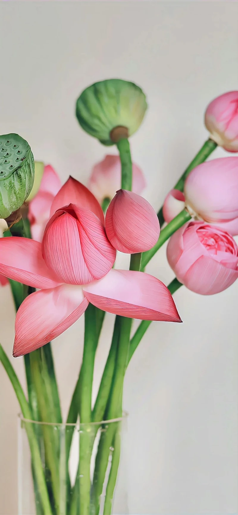 Hình nền hoa sen hồng truyền thống giữ nét đẹp văn hóa