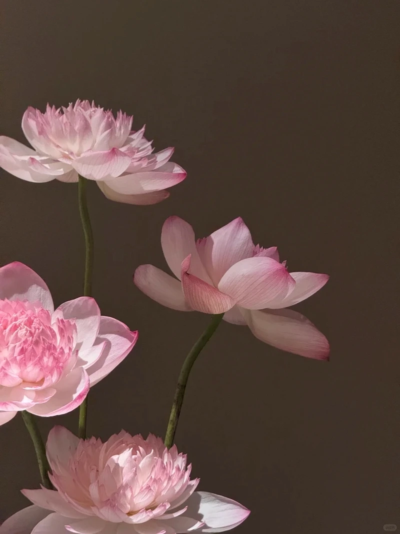 Hình nền hoa sen hồng sắc nét nâng tầm trải nghiệm nhìn