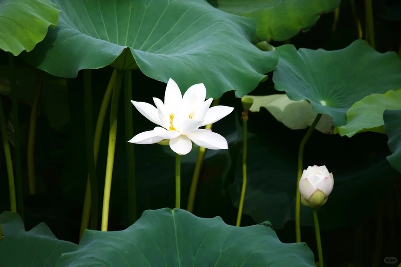 Thư giãn với hình nền hoa sen trắng nhẹ nhàng