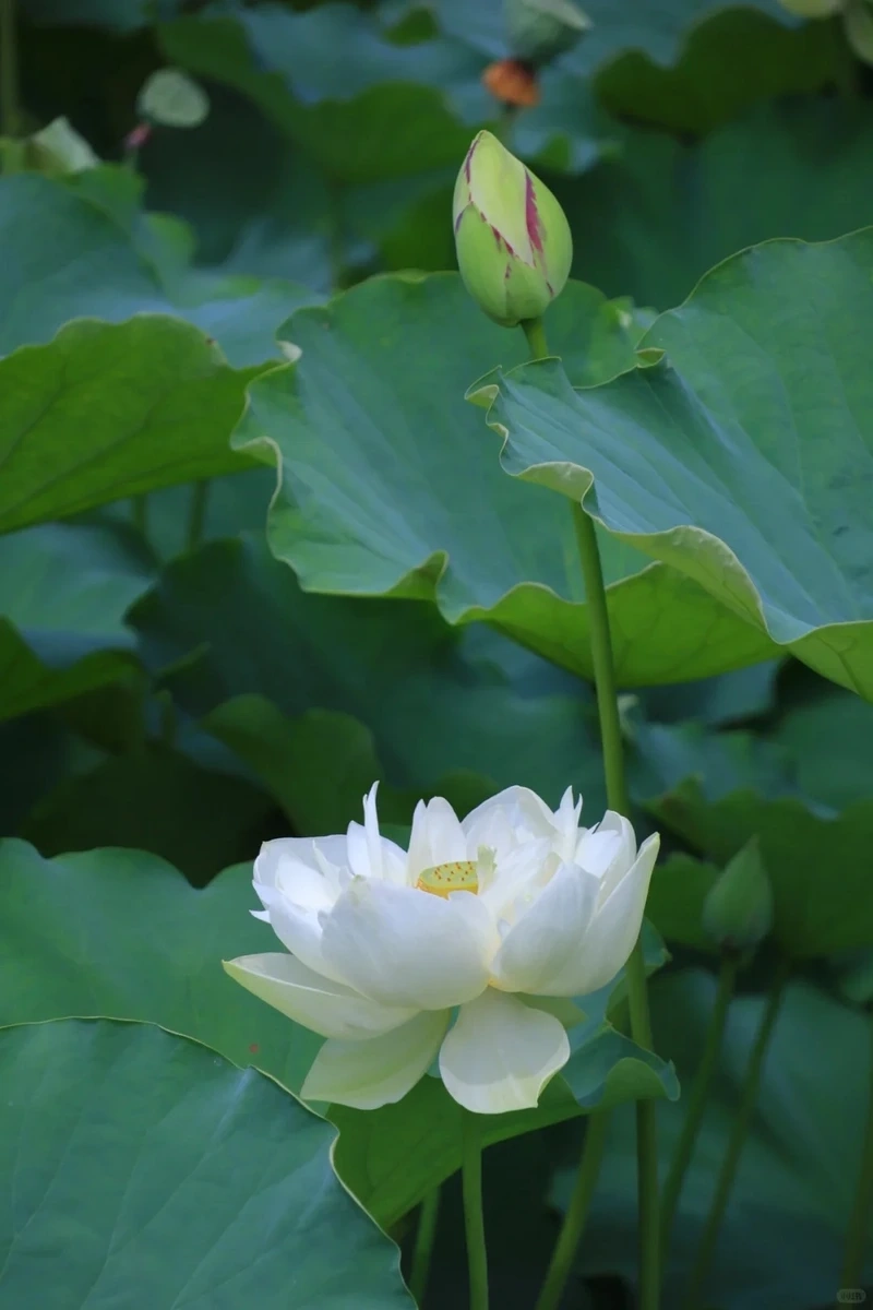 Ứng dụng hình nền hoa sen trắng phong thủy