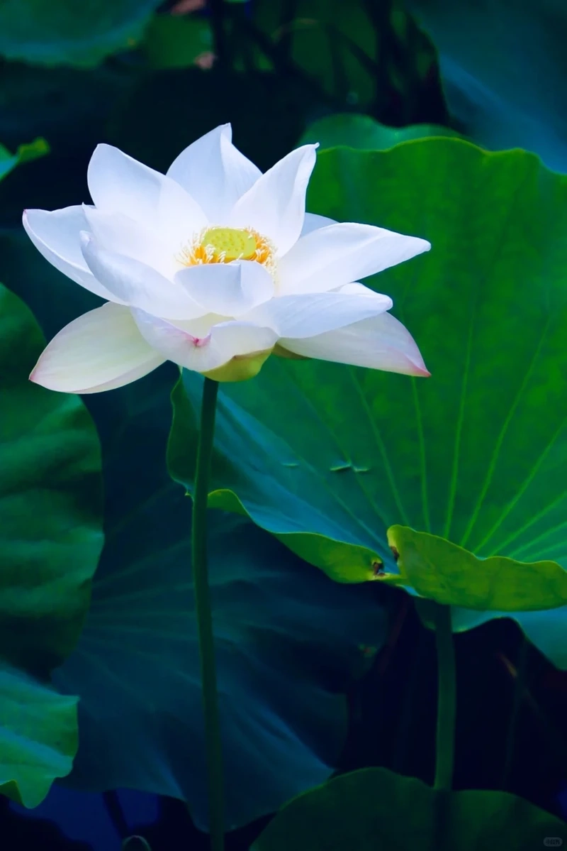 Gắn kết hình nền hoa sen trắng tâm linh