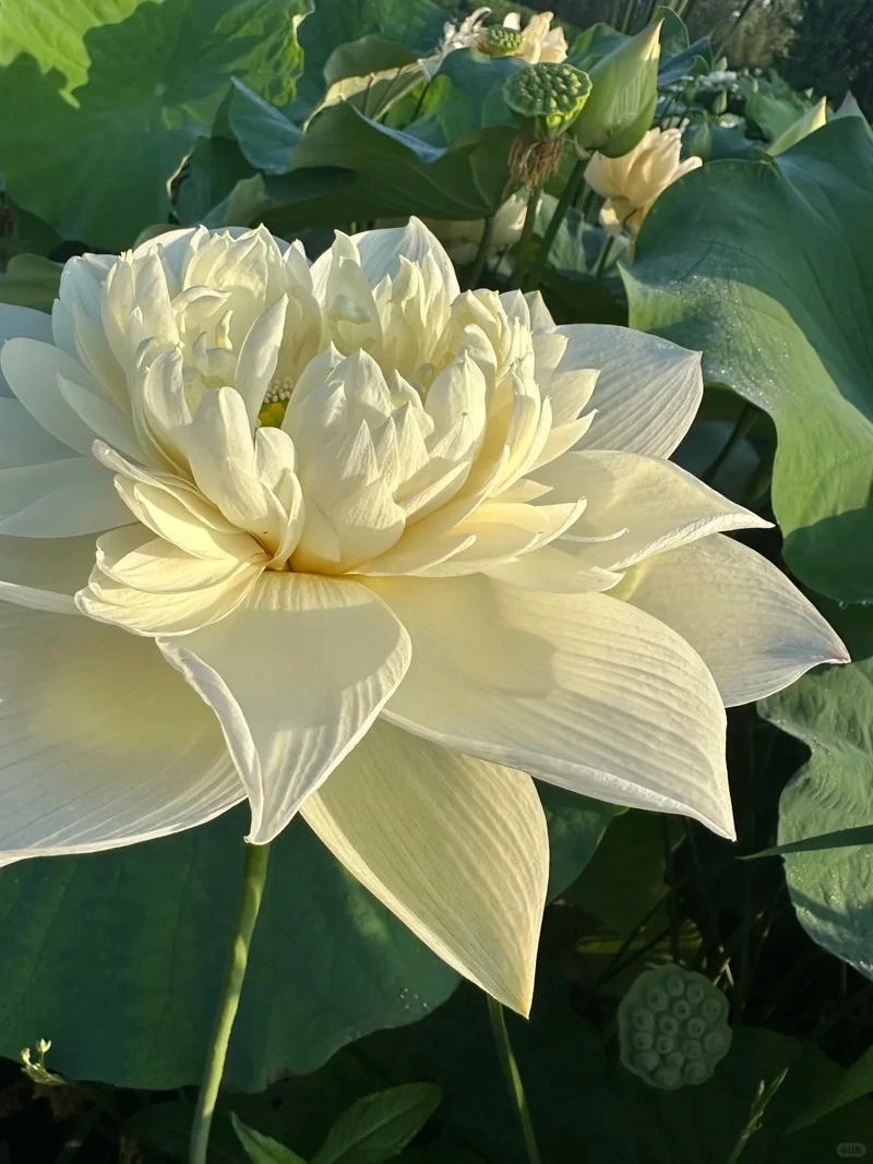 Đón nắng với hình nền hoa sen trắng mùa hè