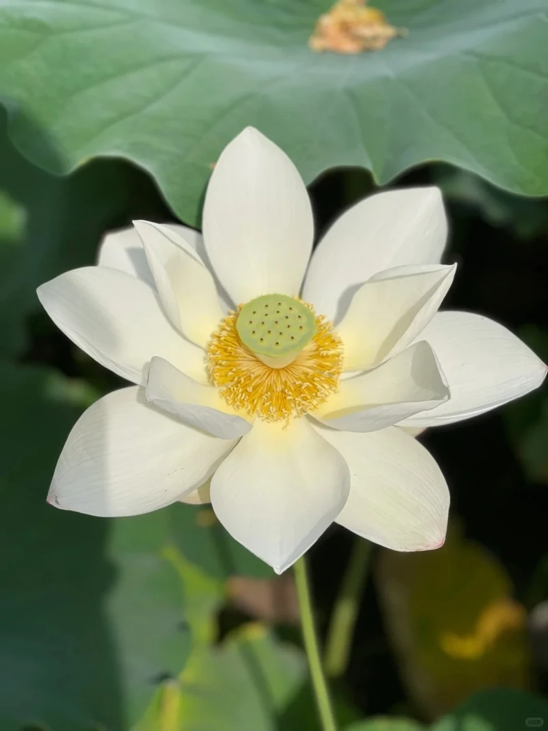 Hoài niệm cùng hình nền hoa sen trắng vintage