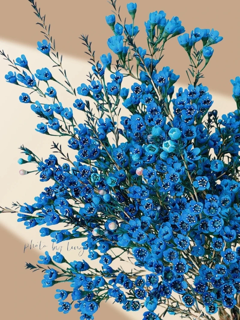  Ý nghĩa hình nền hoa thanh liễu tinh tế