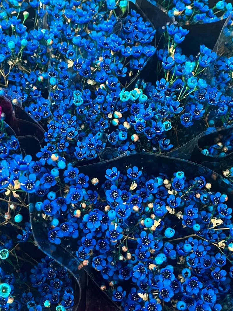 Hình nền hoa thanh liễu đẹp mang vẻ dịu dàng cuốn hút