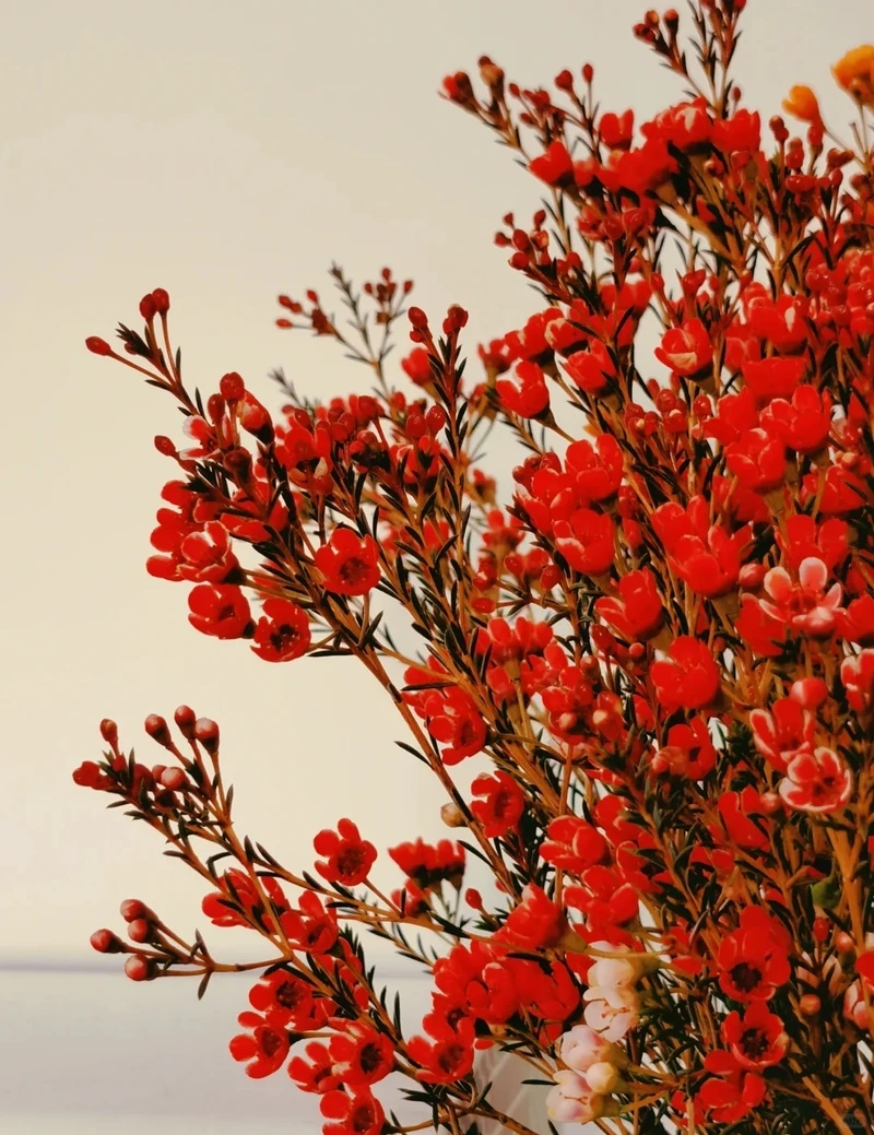 Hình nền hoa thanh liễu full hd hiển thị mượt mà dễ nhìn