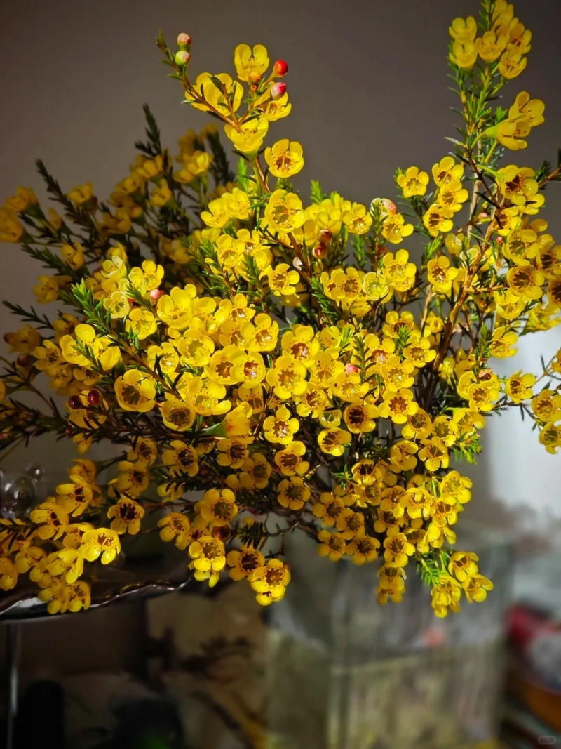 Hình nền hoa thanh liễu điện thoại tạo cảm giác thư giãn