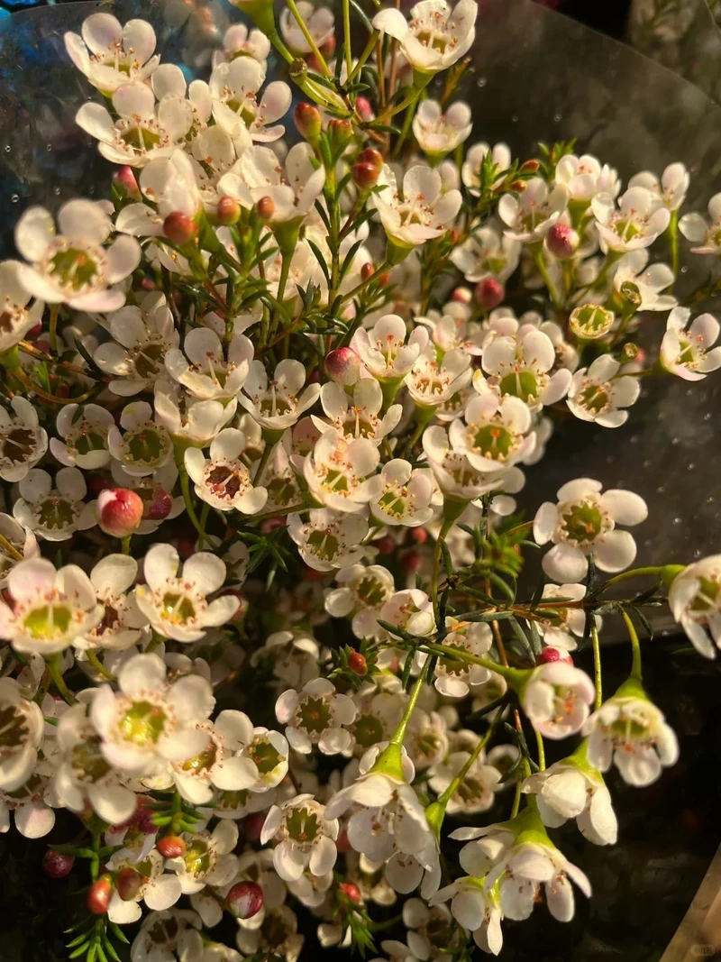 Hình nền hoa thanh liễu nhẹ nhàng giúp tâm trí an yên