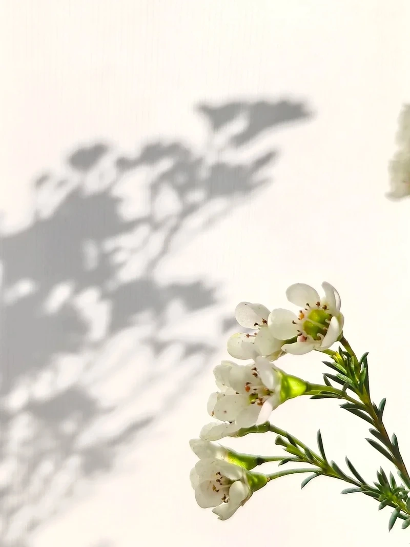 Hình nền hoa thanh liễu nền sáng tạo cảm giác thoáng đãng