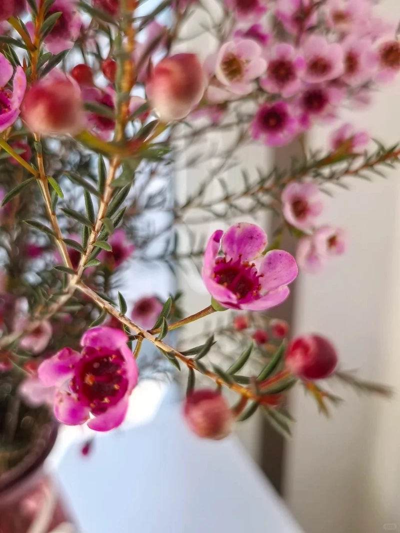 Hình nền hoa thanh liễu nghệ thuật truyền cảm hứng sáng tạo