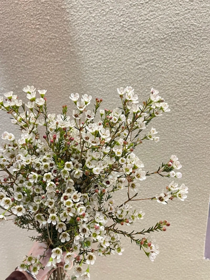 Hình nền hoa thanh liễu tự nhiên gần gũi và dễ chịu