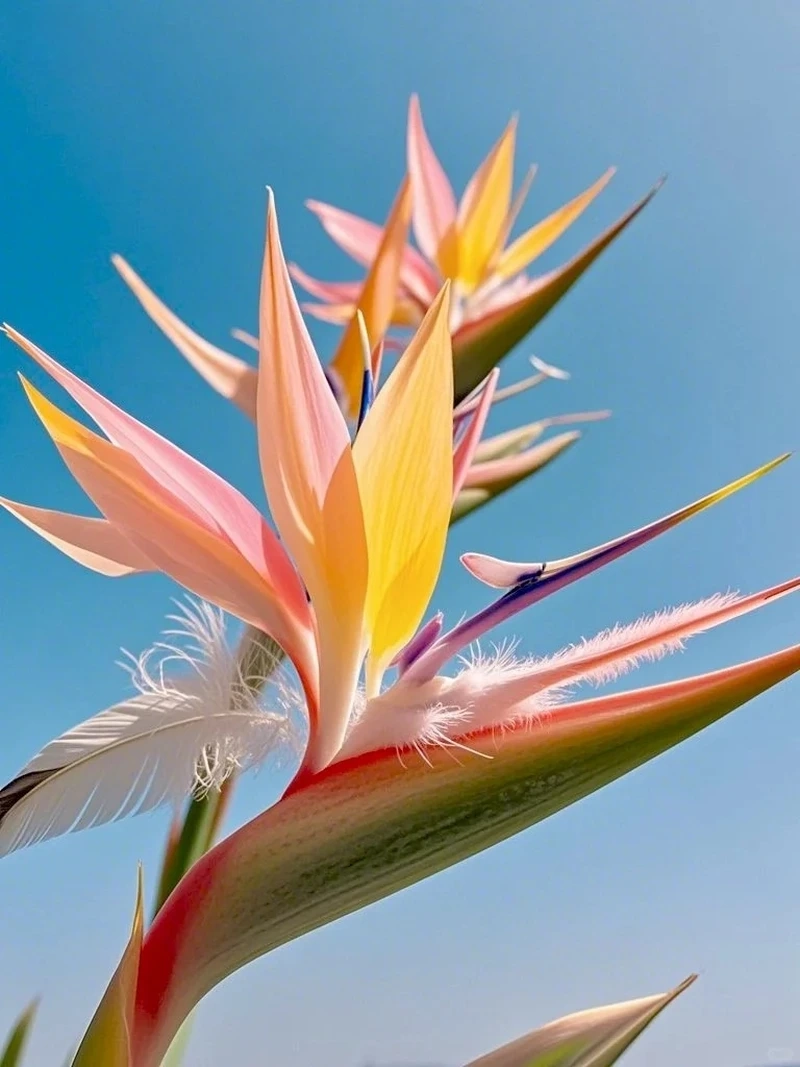 Ý nghĩa của hình nền hoa thiên điểu