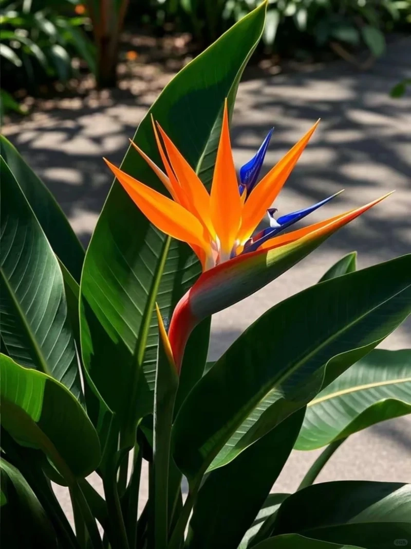 Trải nghiệm hình ảnh sống động với hình nền hoa thiên điểu 4k