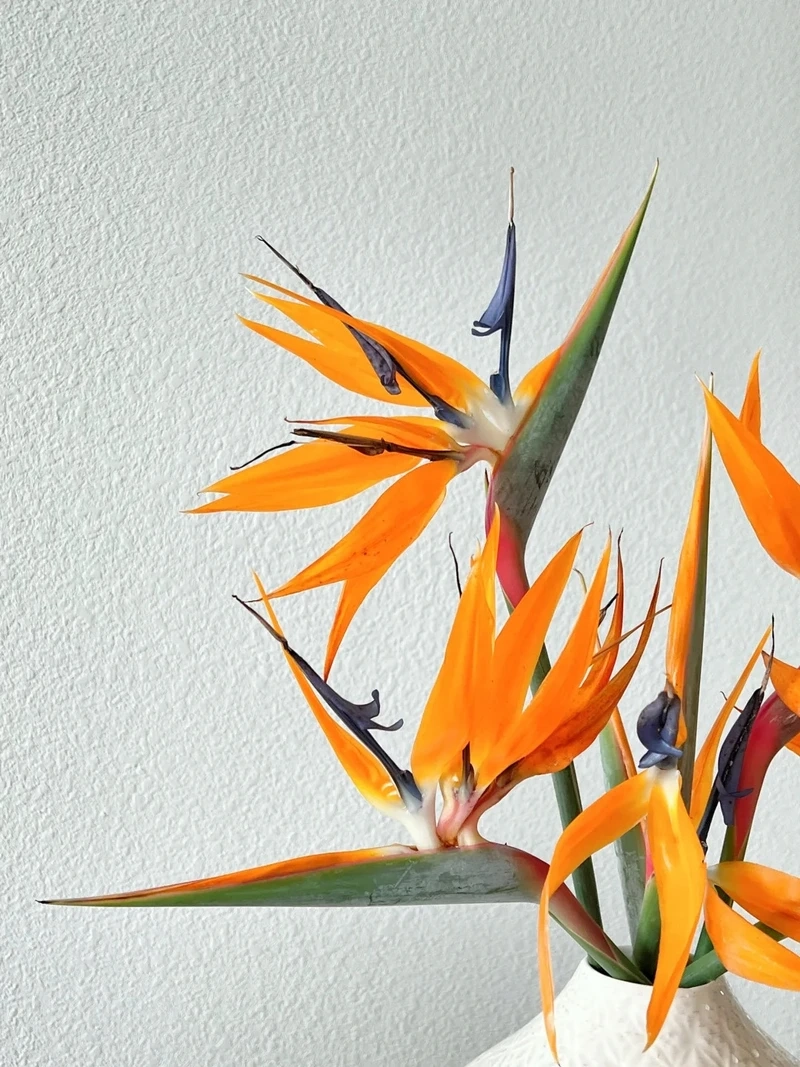 Nâng tầm thẩm mỹ nhờ hình nền hoa thiên điểu sang trọng