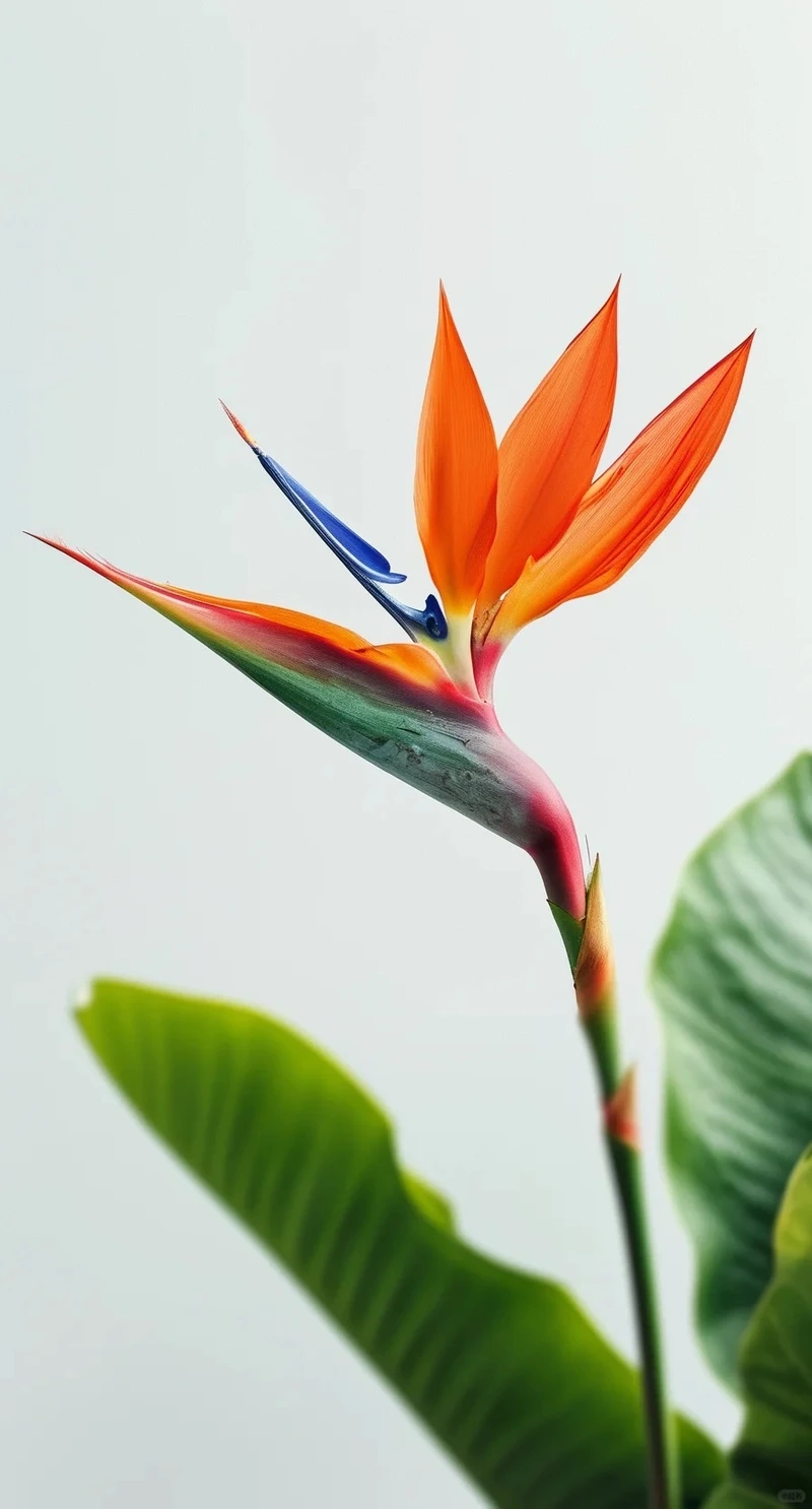 Phong cách khác biệt của hình nền hoa thiên điểu độc đáo