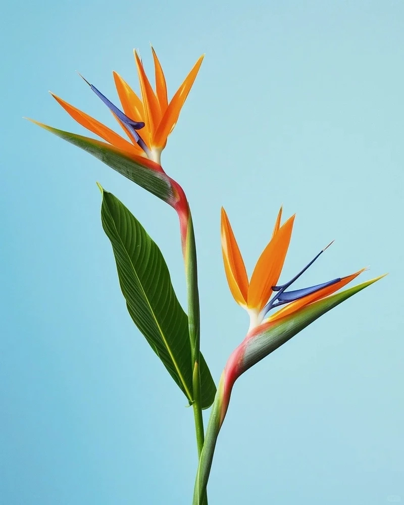 Hiển thị hoàn hảo với hình nền hoa thiên điểu độ phân giải cao