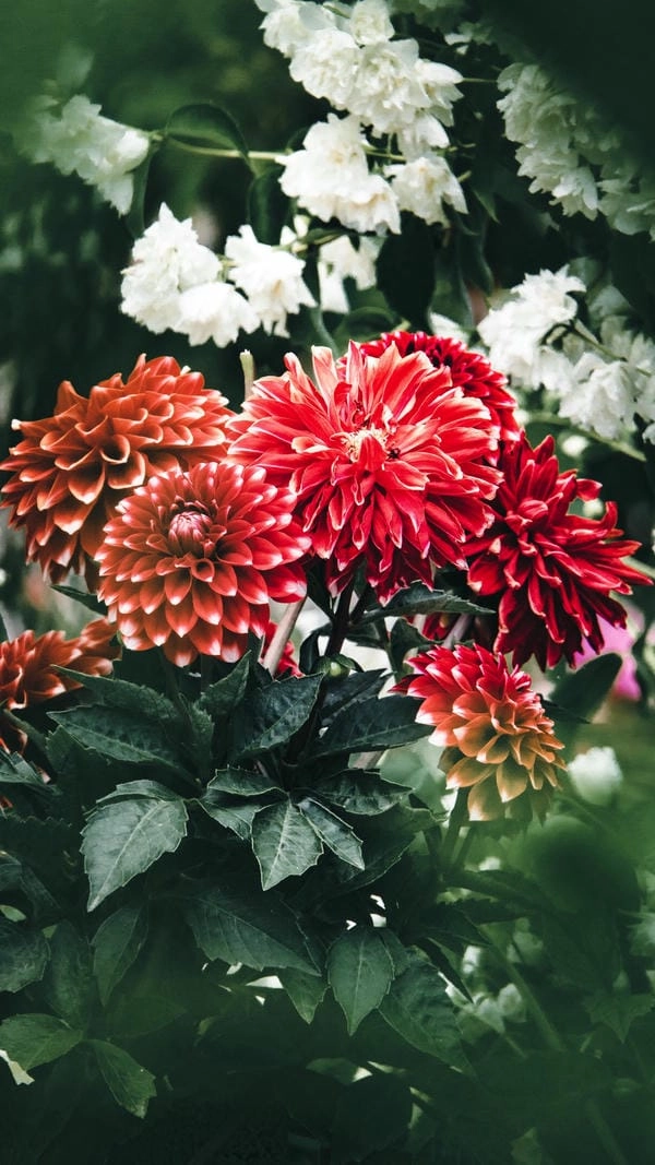 Tải hình nền hoa thược dược lưu giữ vẻ đẹp hoa