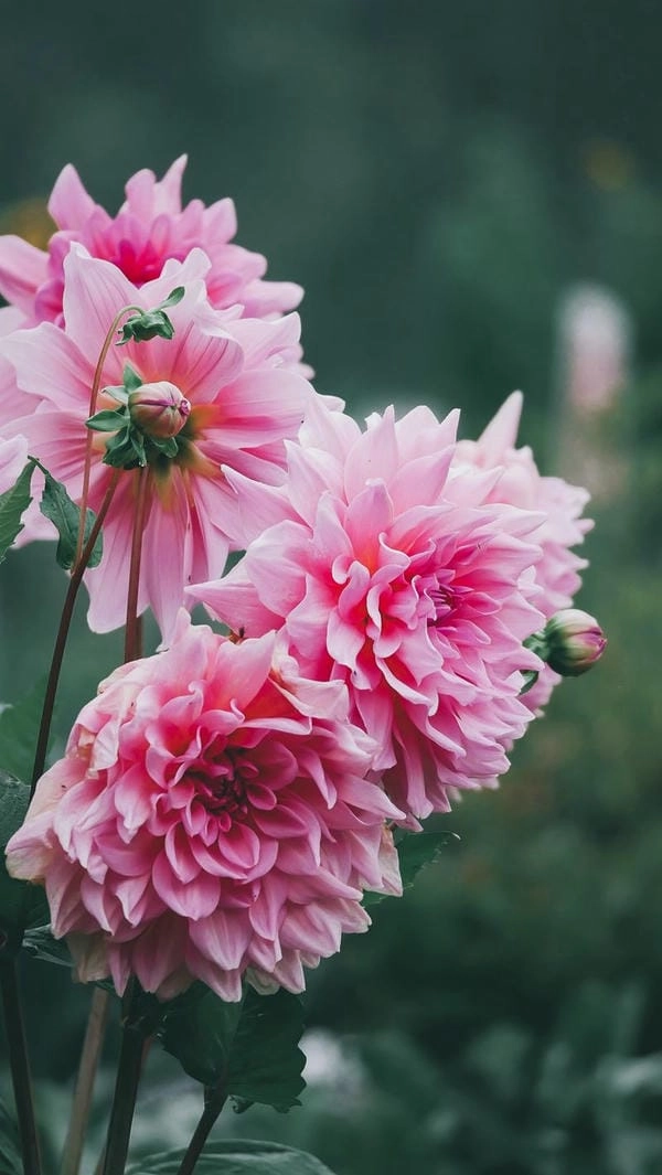 Hình nền hoa thược dược full hd sống động tự nhiên