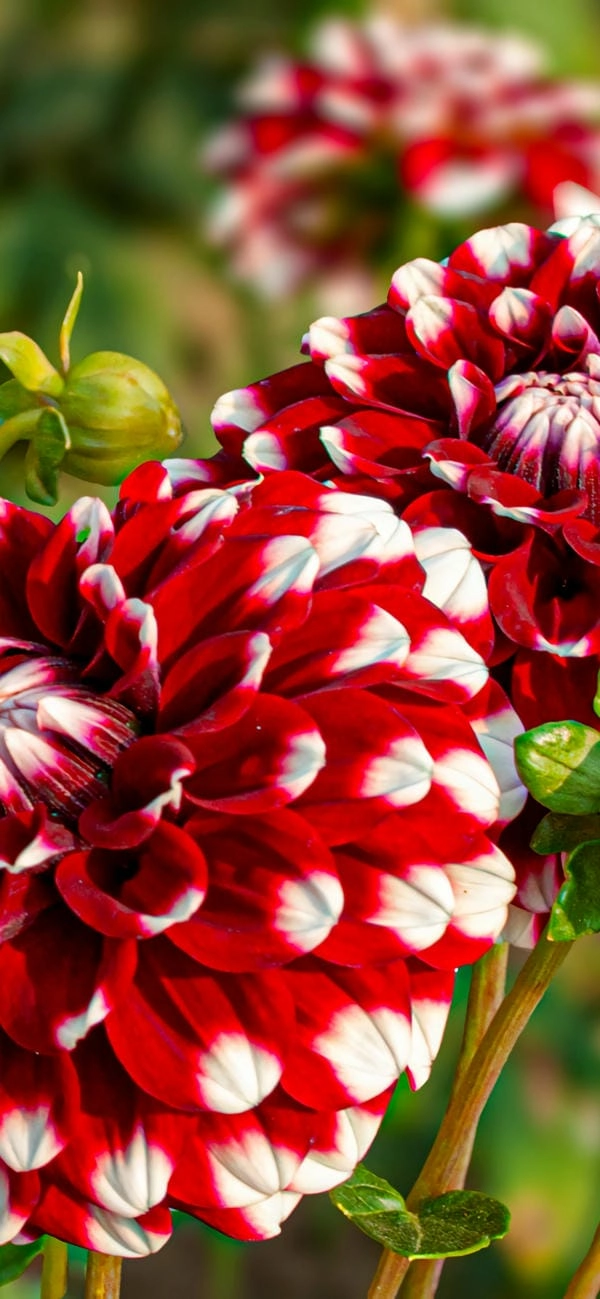 Ảnh bìa hoa thược dược nổi bật phong cách nghệ