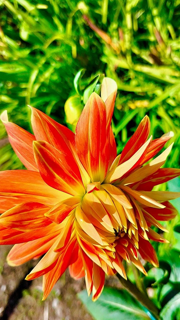 Hình nền hoa thược dược đẹp nhất đầy cuốn hút