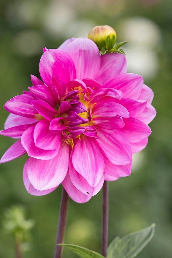 Bộ hình nền hoa thược dược đa sắc thái tinh tế