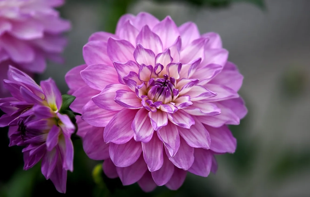 Hình nền hoa thược dược rực rỡ đầy sức sống