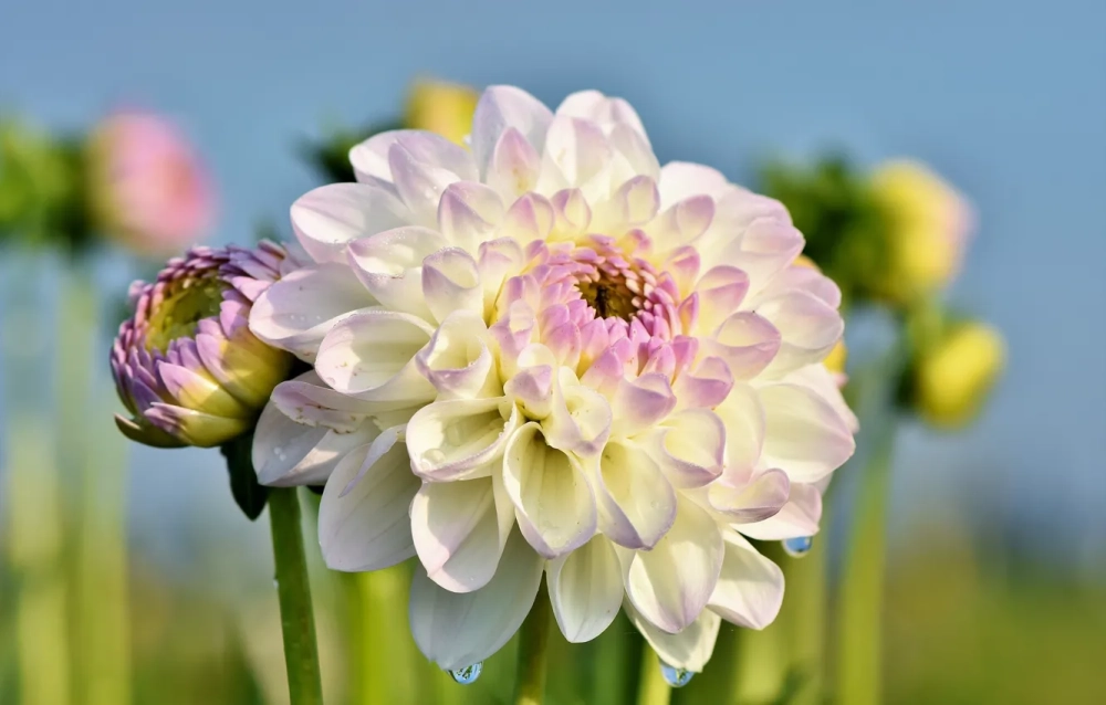 Hình nền hoa thược dược đẹp lan tỏa nét sang trọng