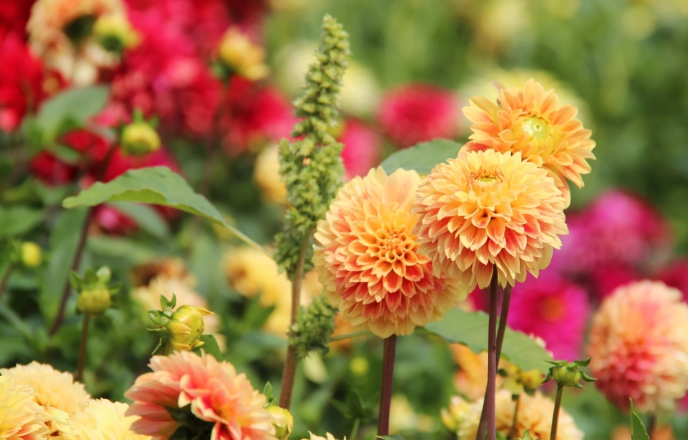 Hình nền máy tính hoa thược dược rực rỡ tinh tế